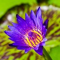 slides/IMG_7878.jpg water lily, flower, petal, colour, purple, gold, sun, light, macro, thailand SEAT17 - Water Lily
